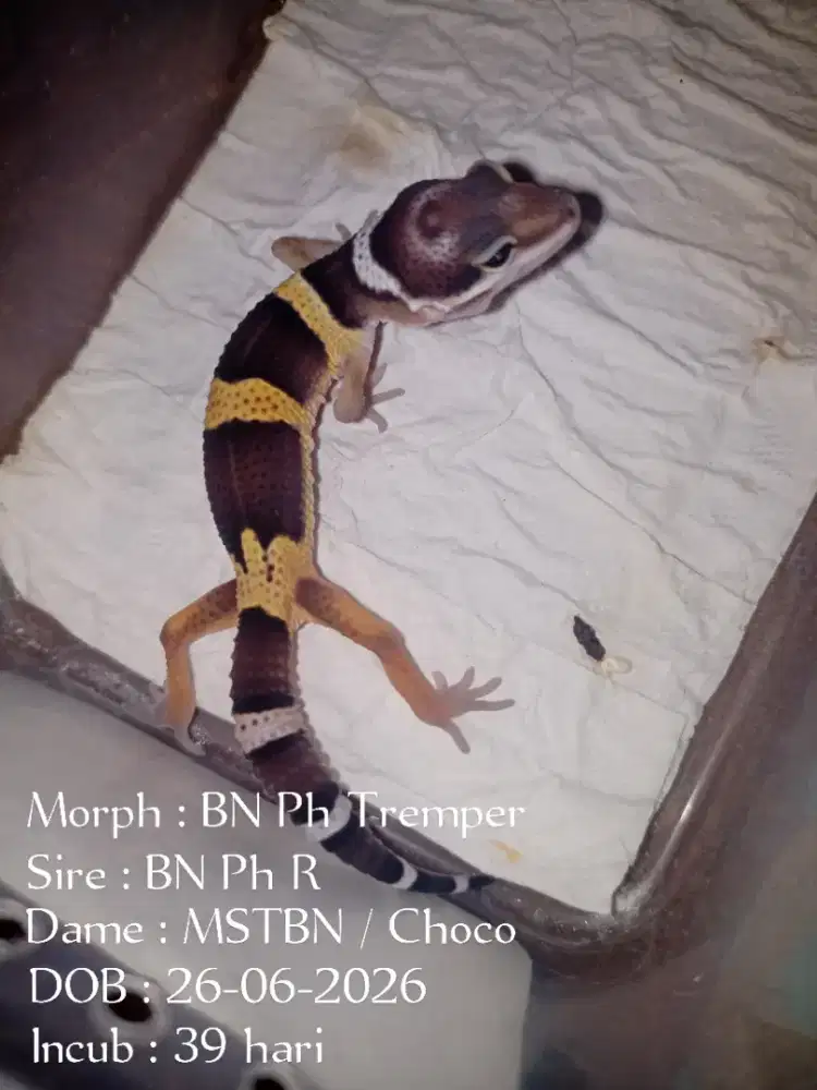 Leopard gecko pilih sesuai Foto