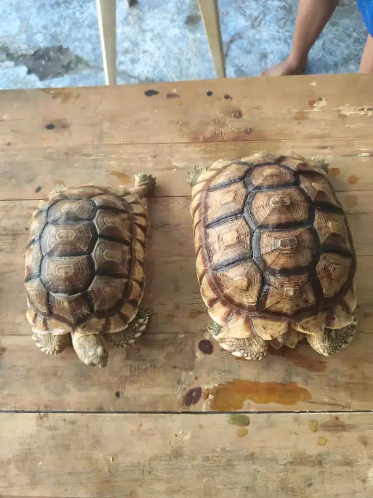 Kura-Kura Sulcata