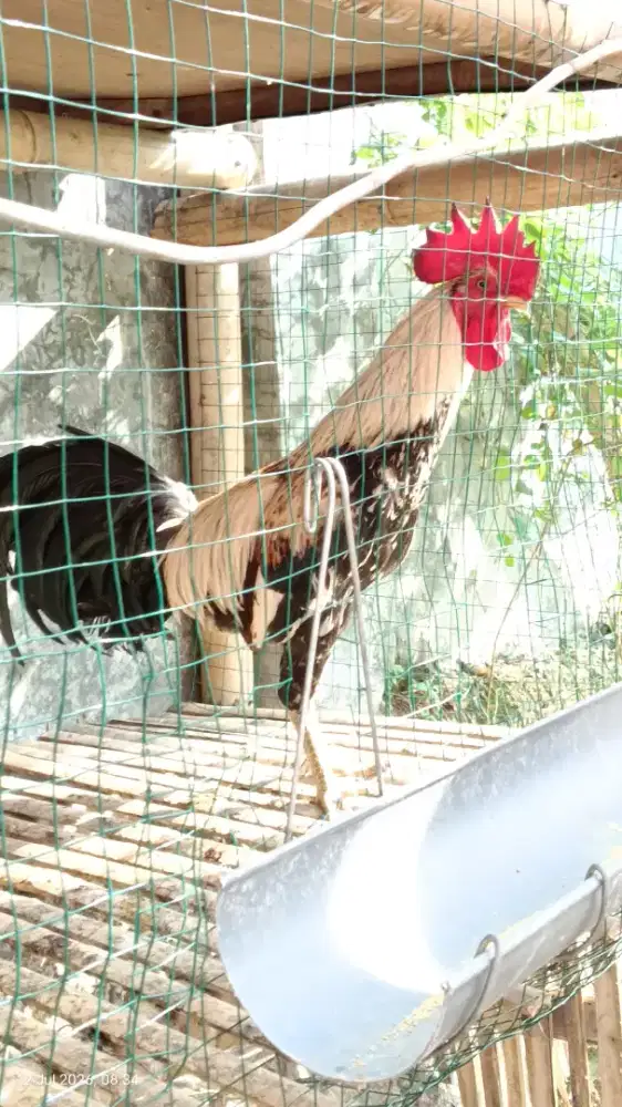 Ayam jantan kampung