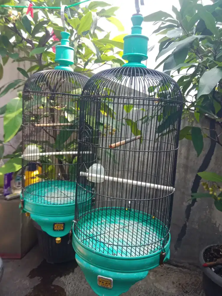 Lovebird love bird