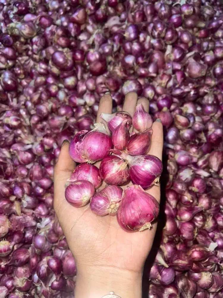 Bawang merah probolinggo