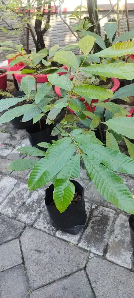Bibit matoa gresik kota