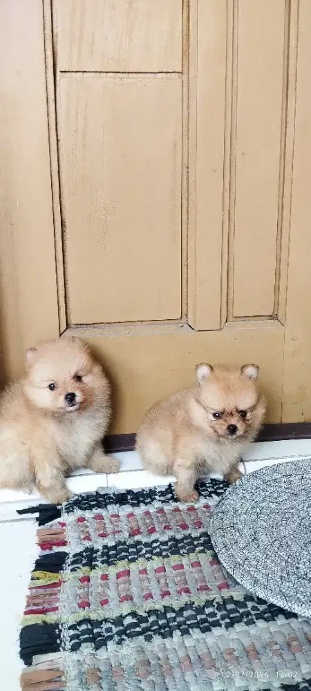 Minipom betina size mini