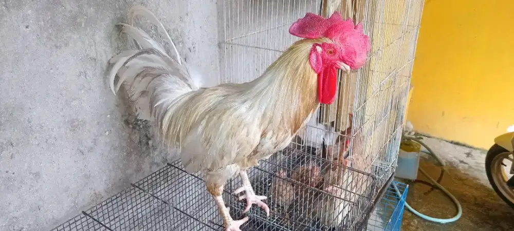 Ayam jantan putih