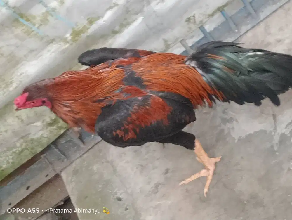 Ayam Bangkok Purworejo