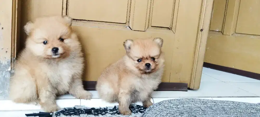 Minipom betina teddy face