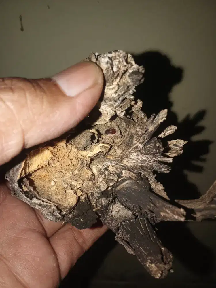 Batu dalam kayu
