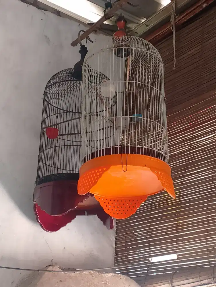 Sangkar burung Lovebird