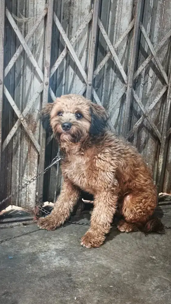 Anjing Poodle.warna coklat,imuttt...
