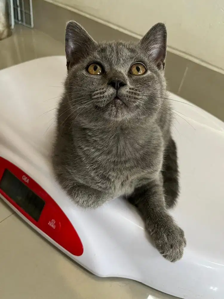 Kucing BSH blue solid