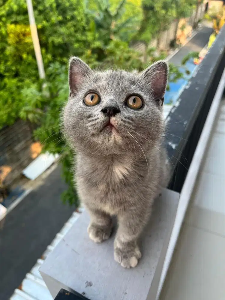 Kucing BSH Betina