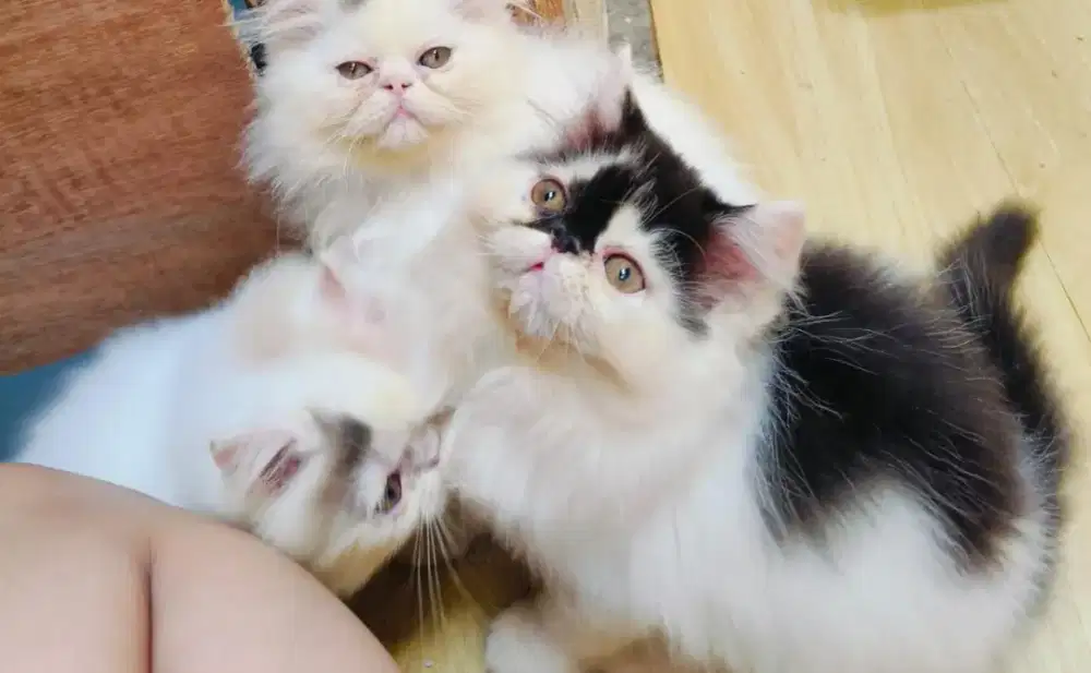 Peaknose hitam putih