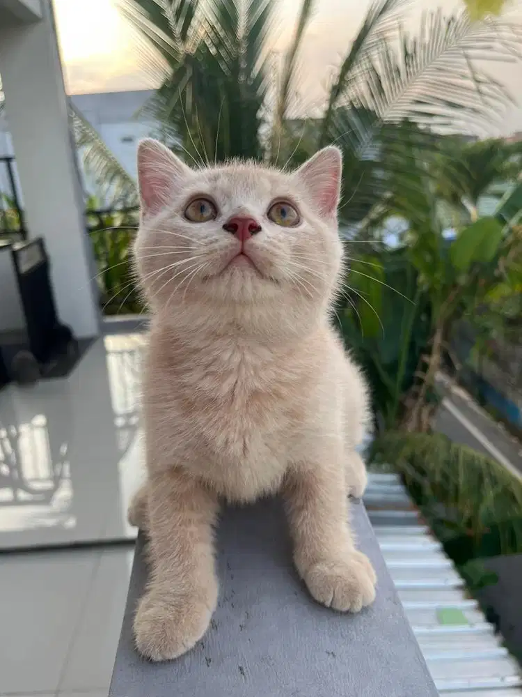 Kucing BSH Jantan
