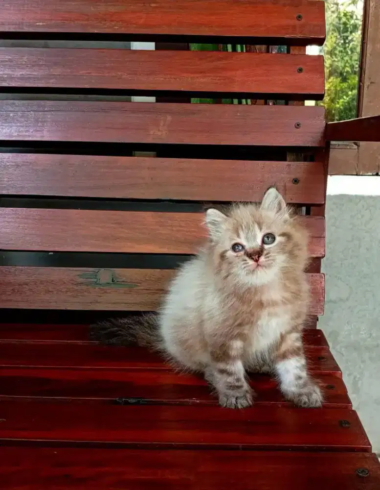 Kucing coklat betina