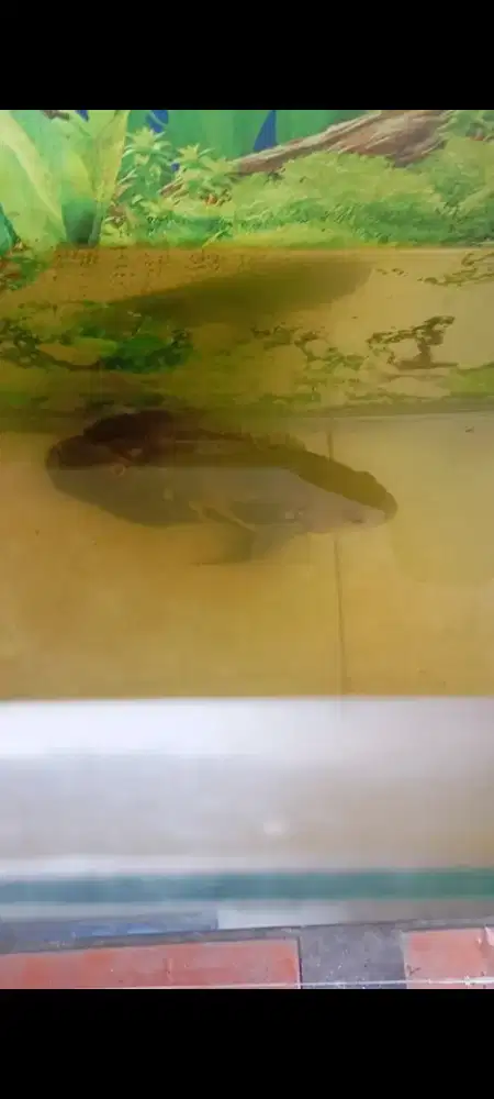Ikan Oscar 4jarian