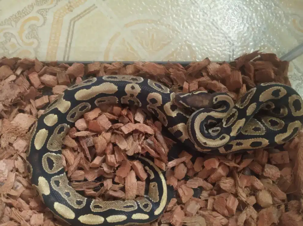 BP Fire mocha Yellow belly