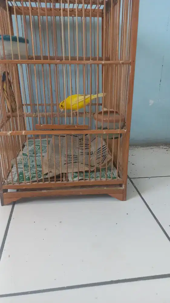 Kenari jantan usia 6 bulan
