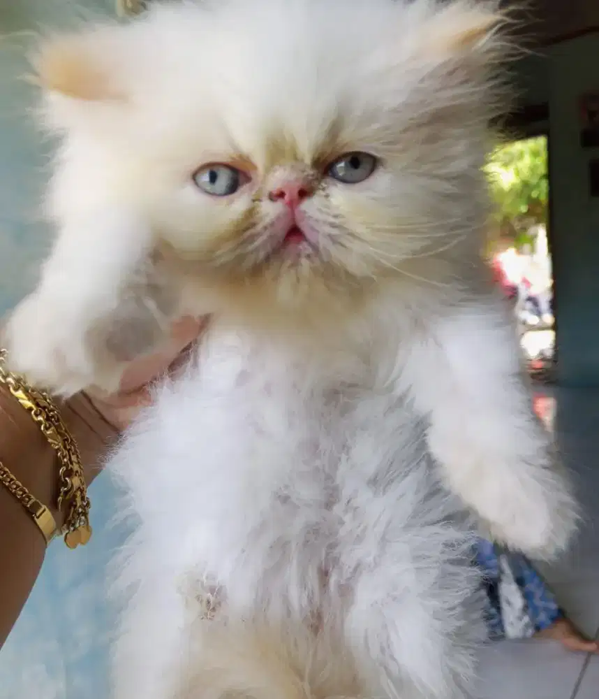 Kucing persia peaknose