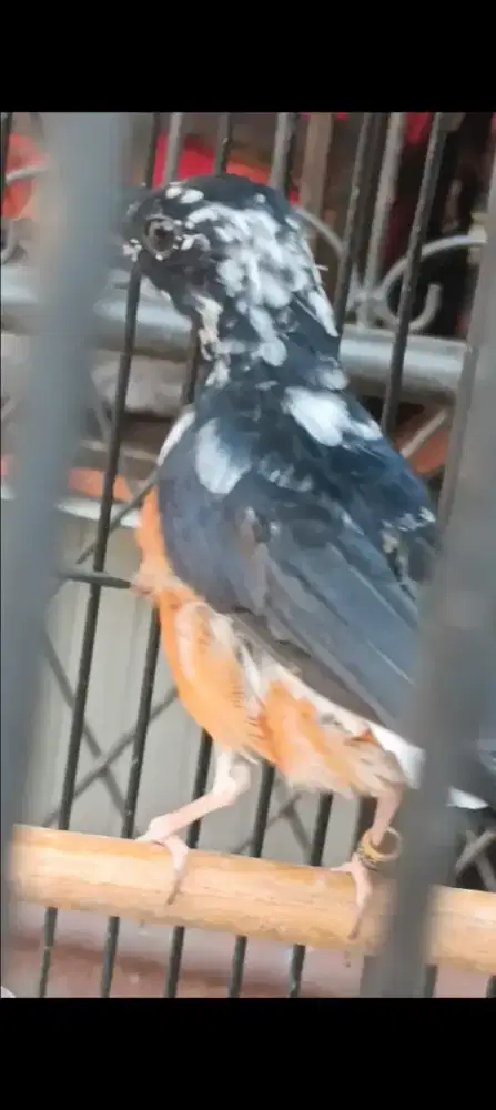 Murai jantan blorok extreme