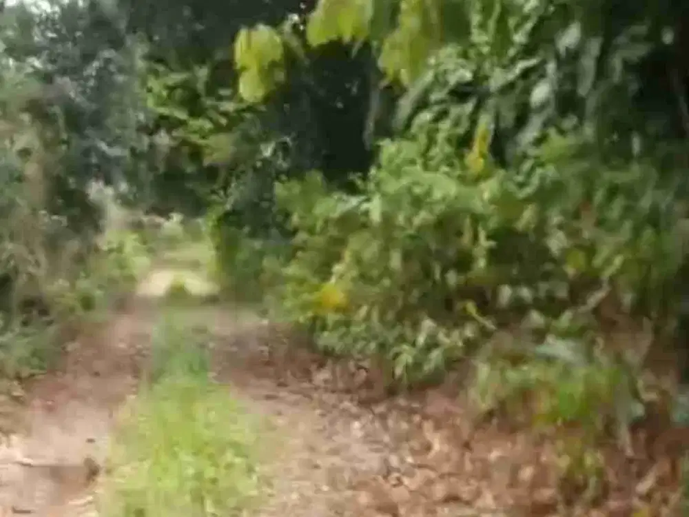 tanah darat kebun