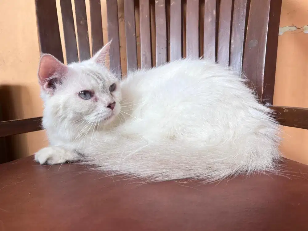 Kucing munchkin betina