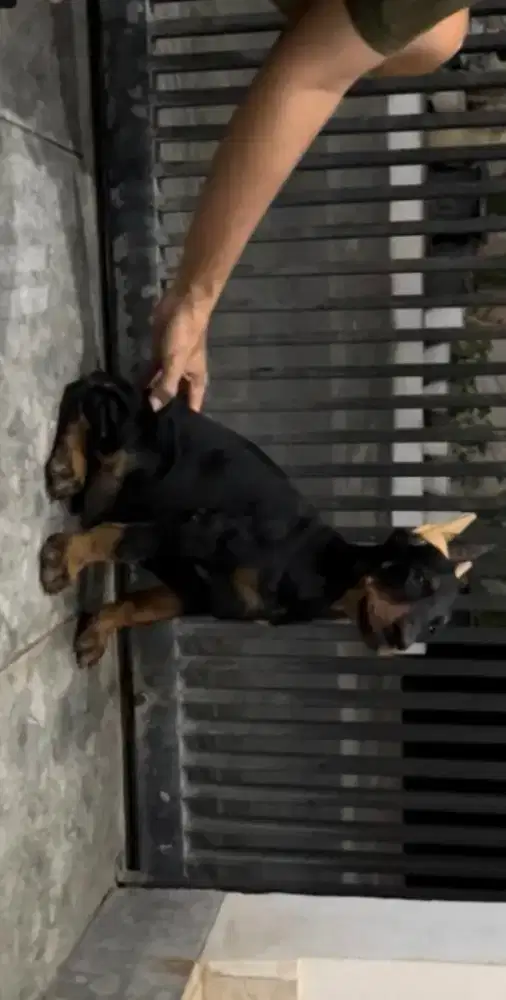 Anakan anjing Doberman
