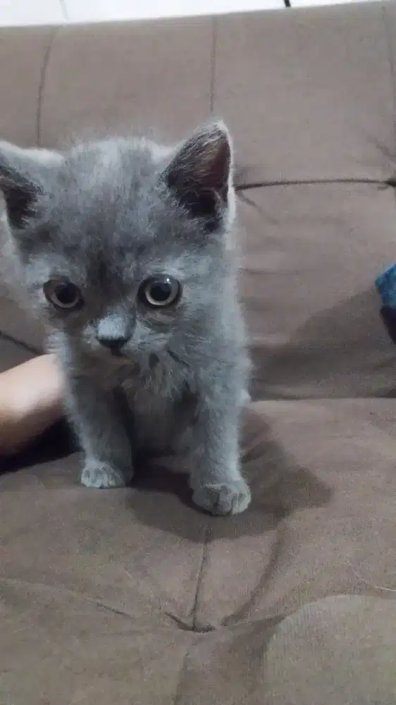 British Shorthair Blue Solid