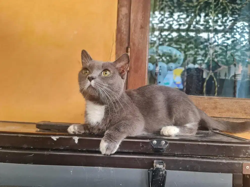 Kucing munchkin