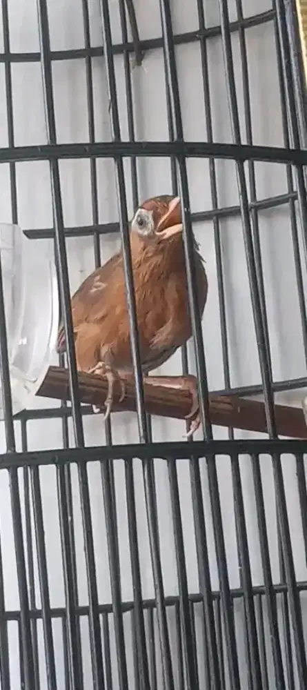 Wambie hutan jantan pastol dokor TT masuk