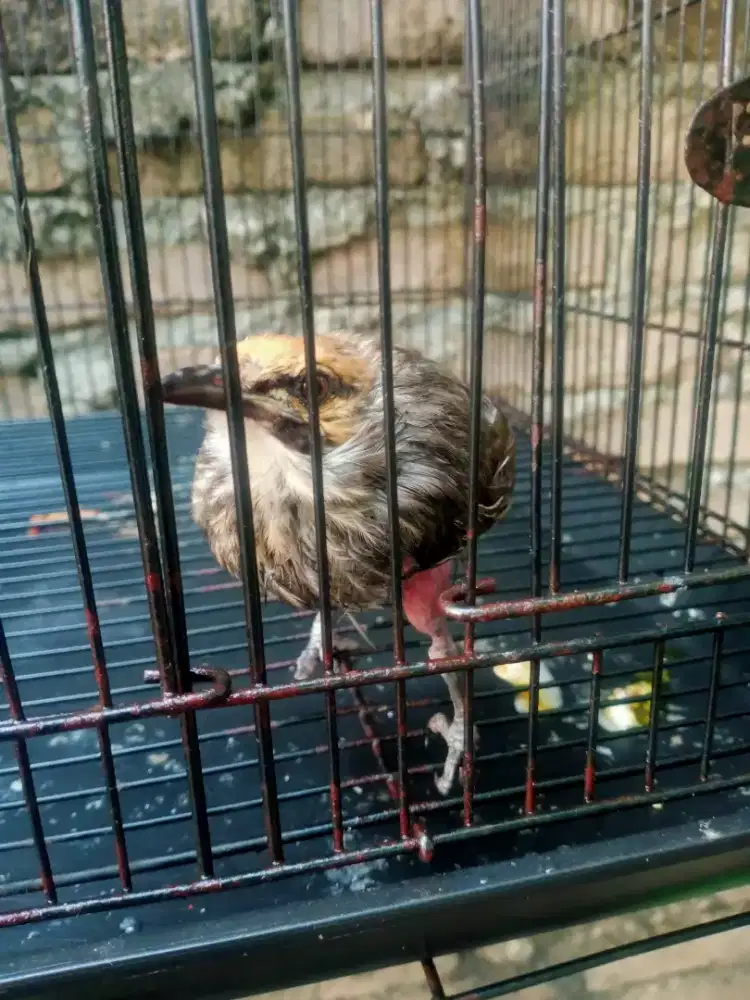 Cakrowo gacoor minus kaki kiri mentar nyamping