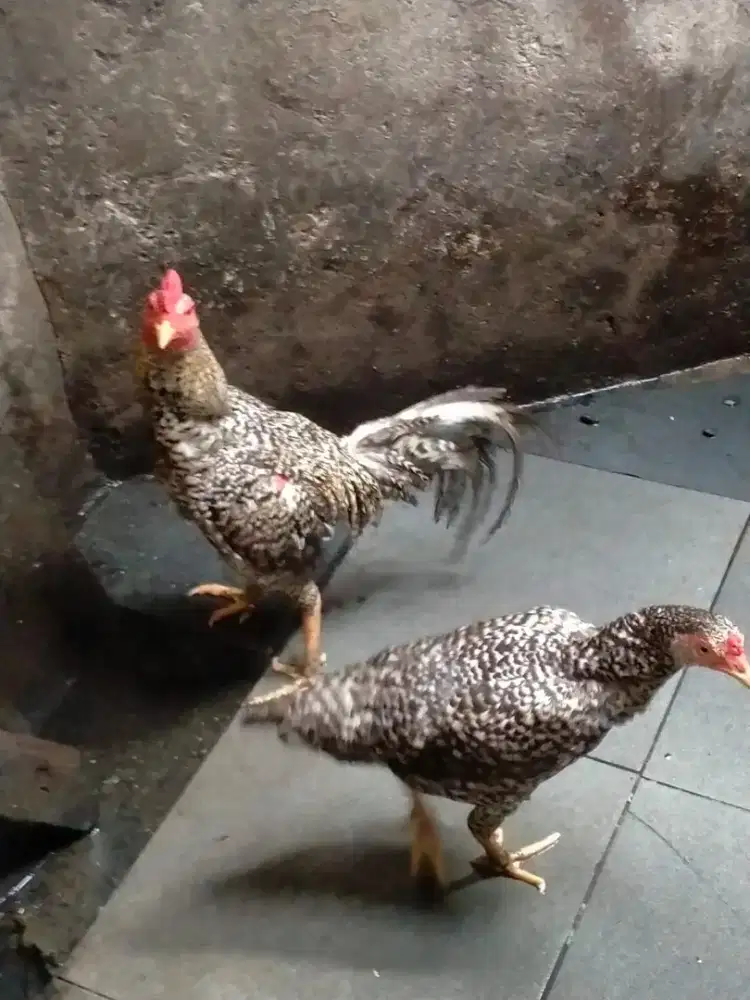 Ayam Birma Jali Batik Sepasang