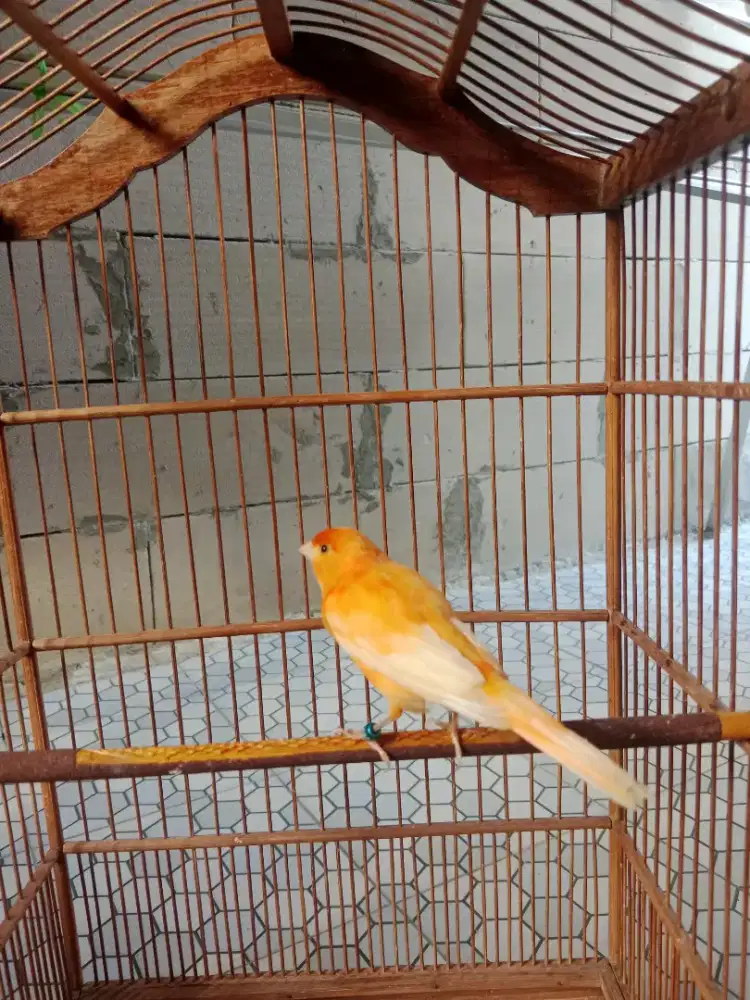Burung Kenari Gacor