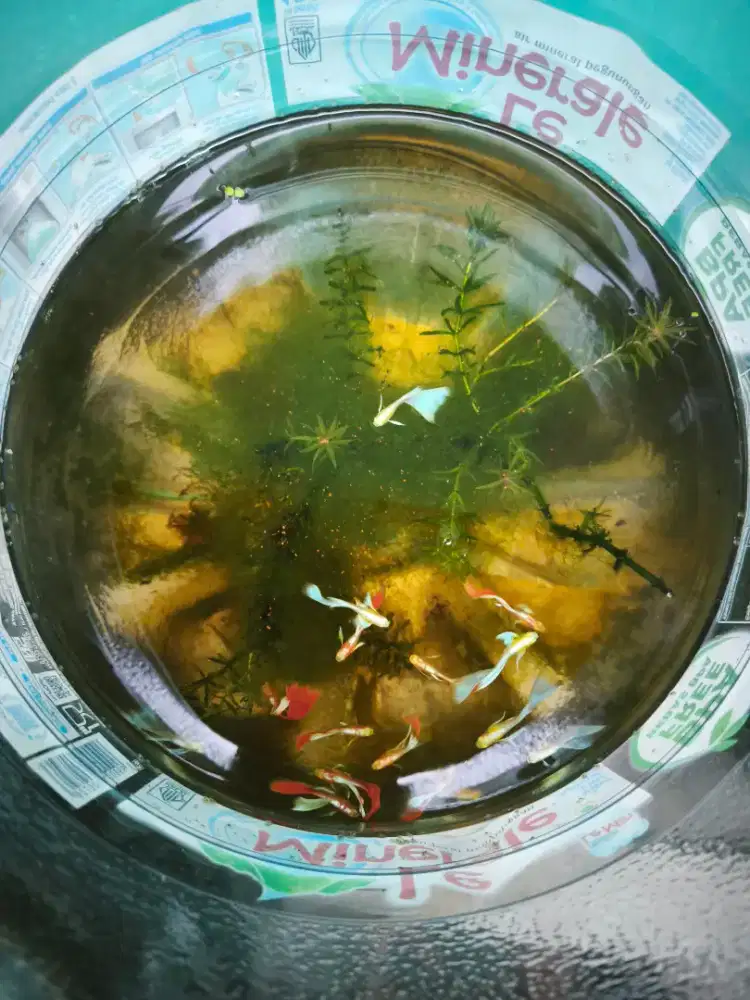 Ikan Guppy + cupang plakat