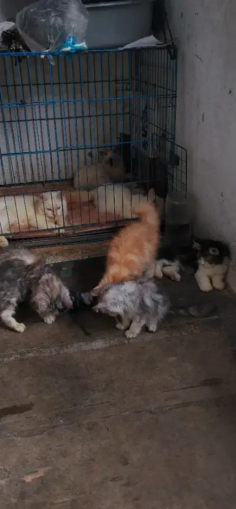 Kitten himalaya dan flatnoes usia 3 dan 4 bulan