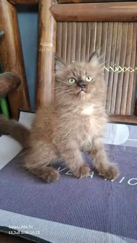 Kucing ragdol /kitten ragdol betina/kucing ragdol himalaya