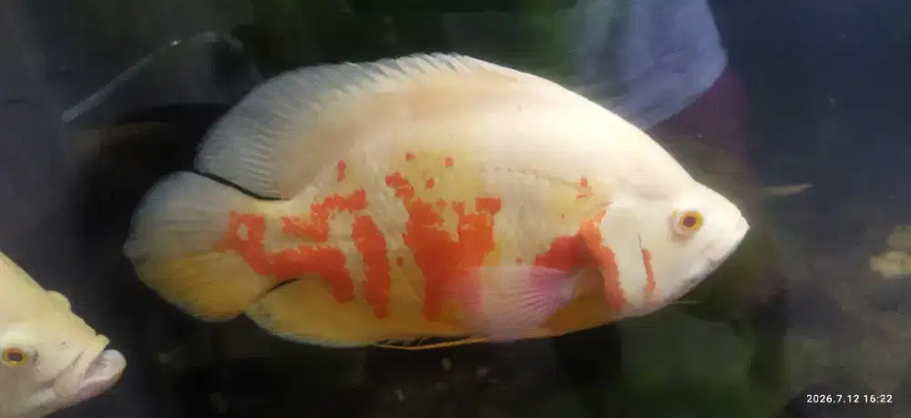 Ikan arwana albino