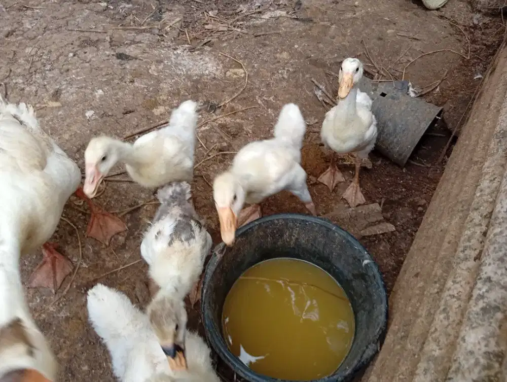 Anak angsa atau soang Tetasan 15 May 20