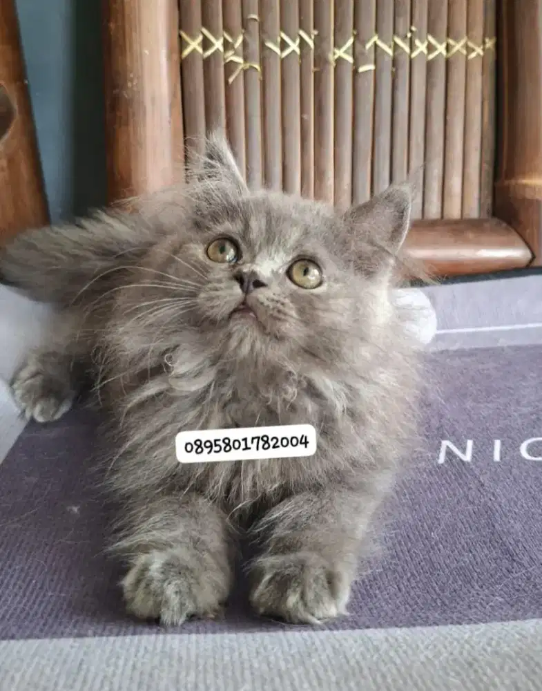 kucing persia jantan /kitten.persia jantan