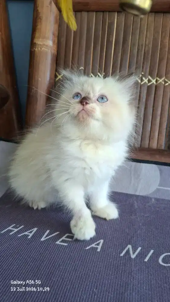 Anak kucing ragdol/kitten persia  betina/kucing ragdol mix persia