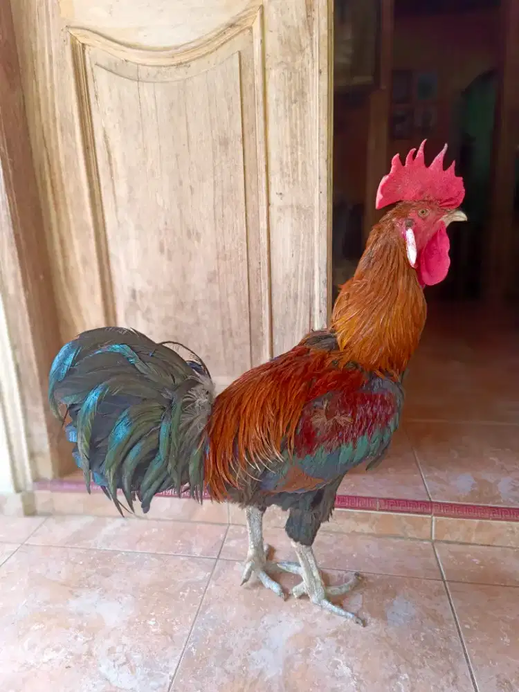 Ayam Peluang Jumbo