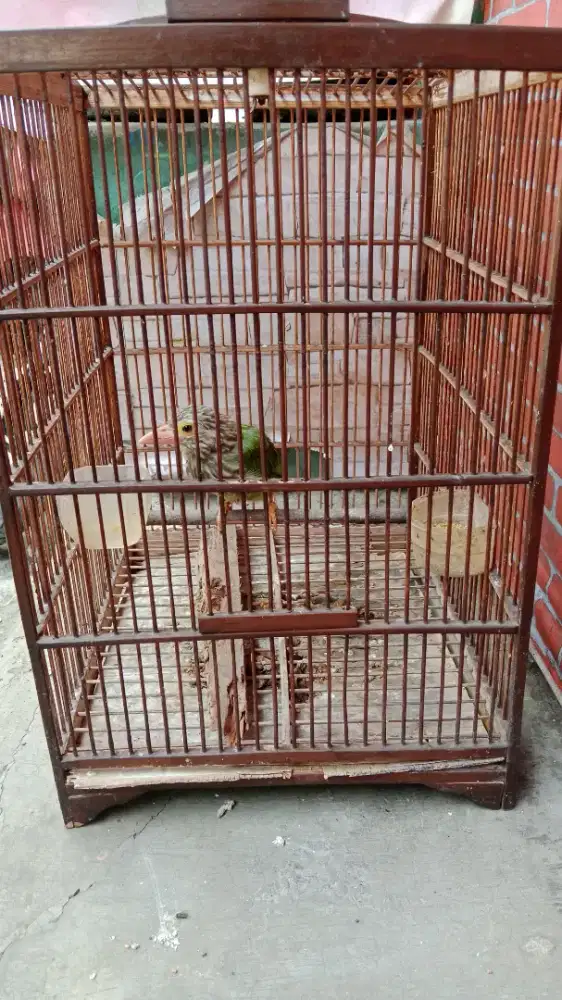 Jual fullset burung