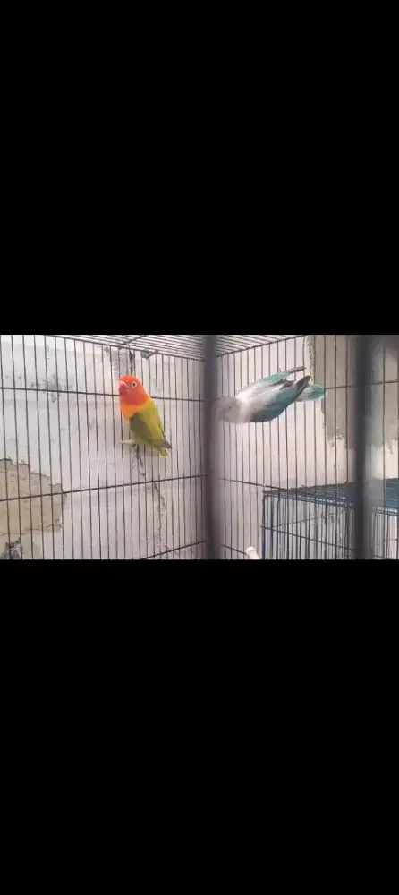 Lovebird biola Euwing green betina X biola blue sepasang