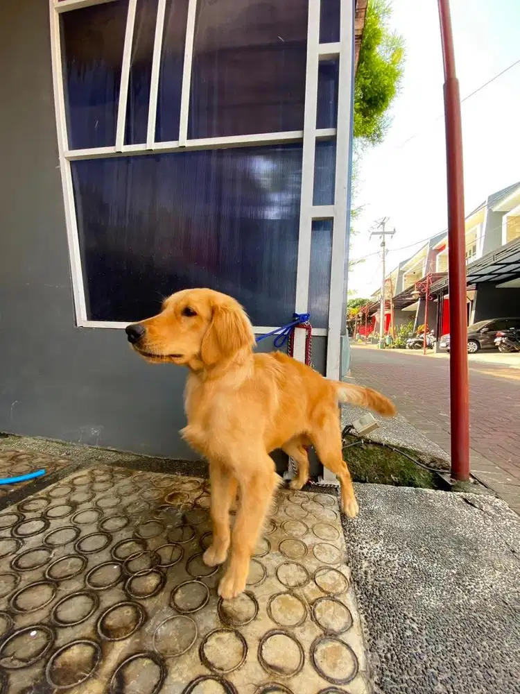 Jual Anjing golden retriever murah