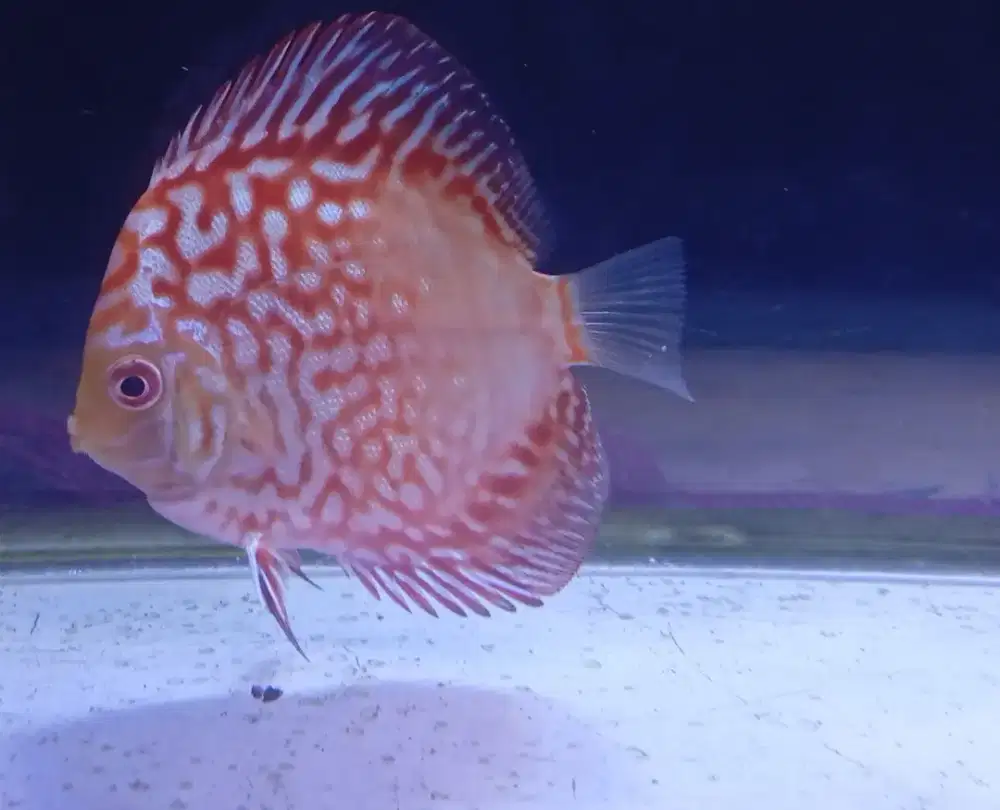 Discus Red Pigeon