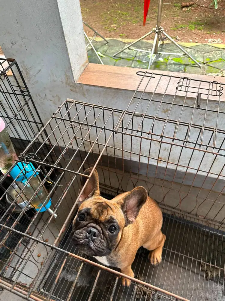 French Bulldogg