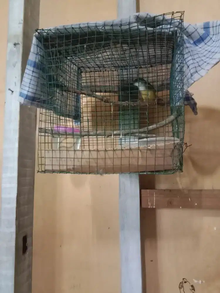 Burung Ciblek Semi jantan sudah mulai Nembak