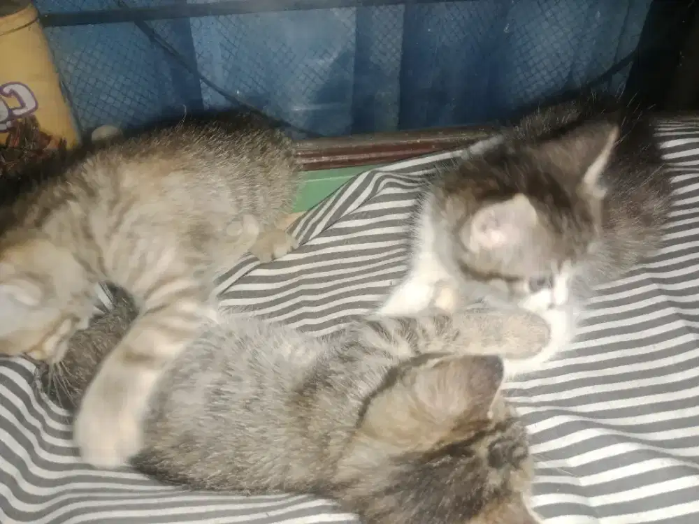 FREE ADOPSI 3 KITTEN sekaligus