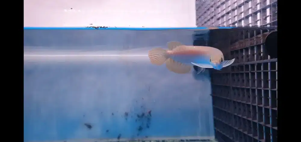 Ikan Hias Arowana Super Red Arwana Merah