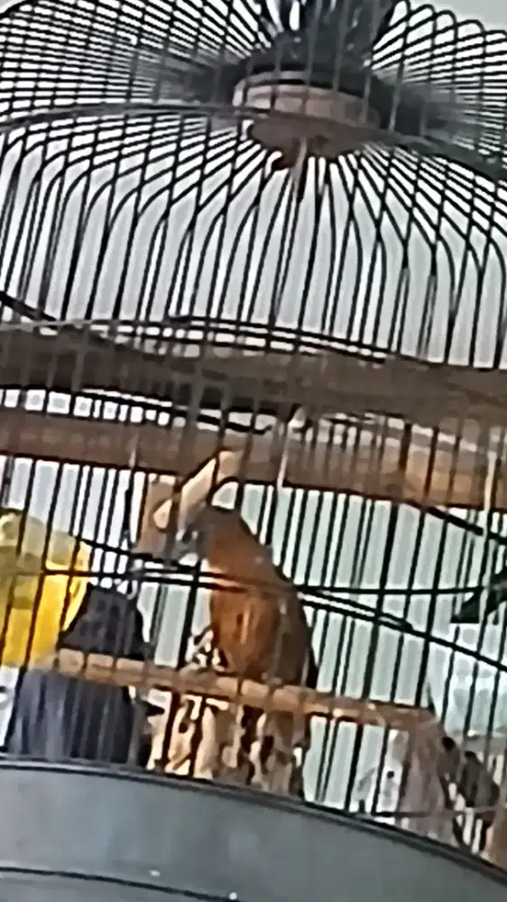 Burung masteran