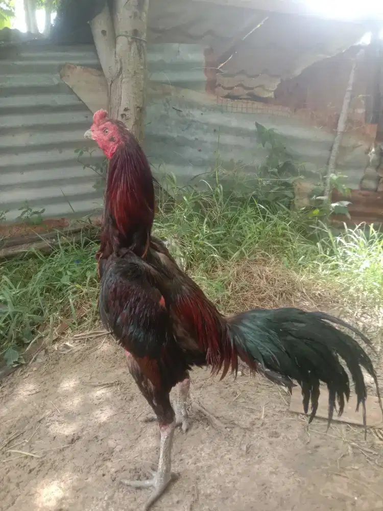 Ayam Mangon ori